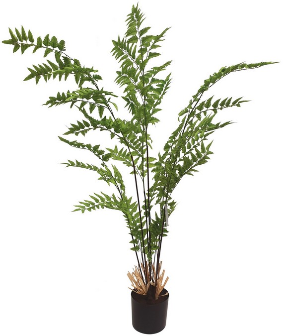 MAIDEN FERN
