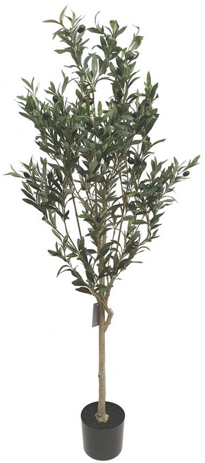 OLIVE TREE