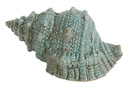 CERAMIC SEASHELL