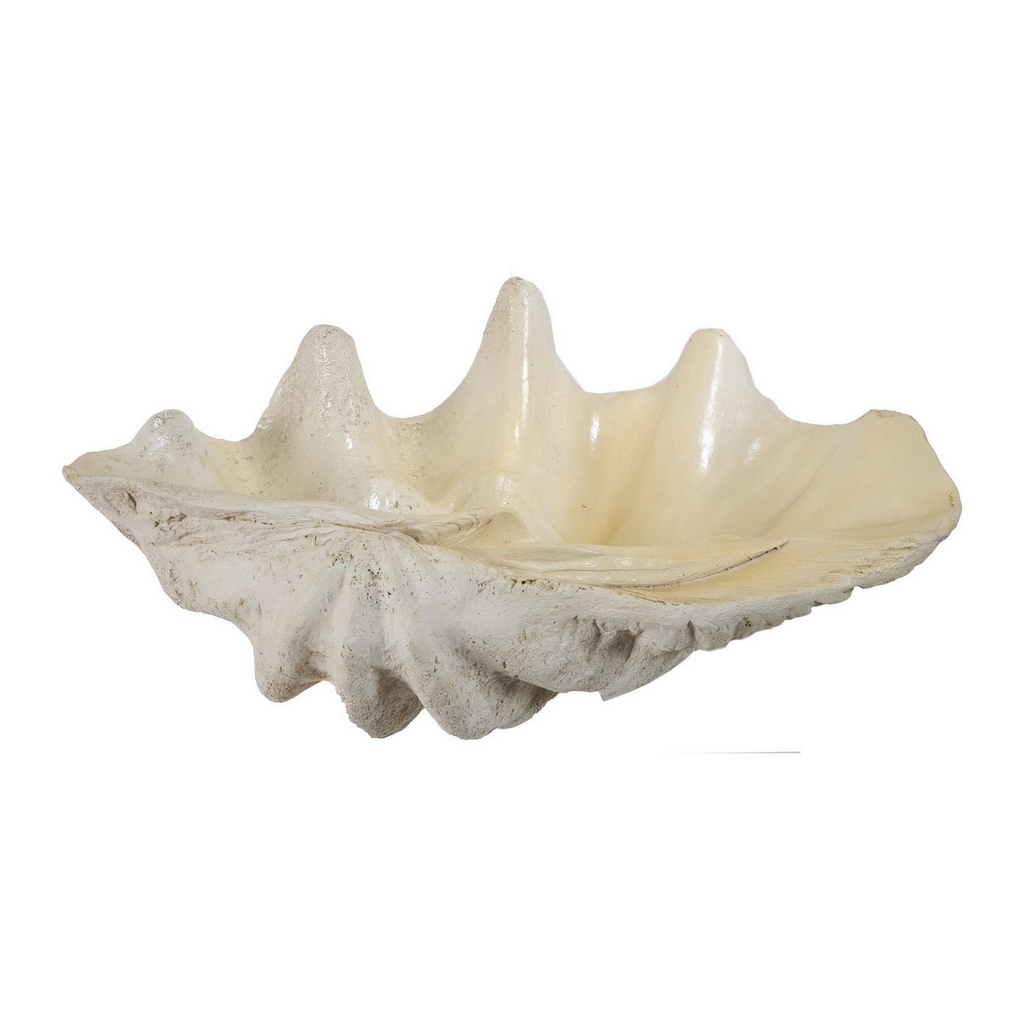 LARGE SHELL