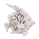 WHITE CORAL LOOK ANGELFISH