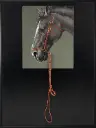BROWN HORSE WITH REINS CANVAS