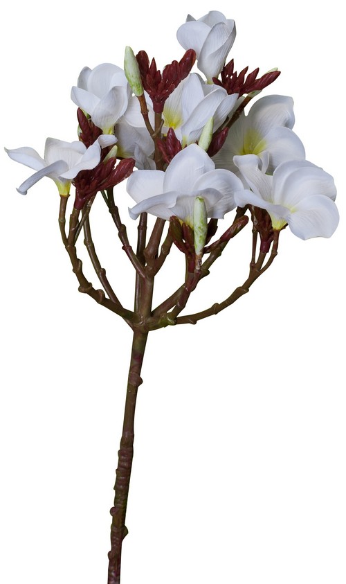PLUMERIA SPRAY (FRANGIPANI) / WHITE