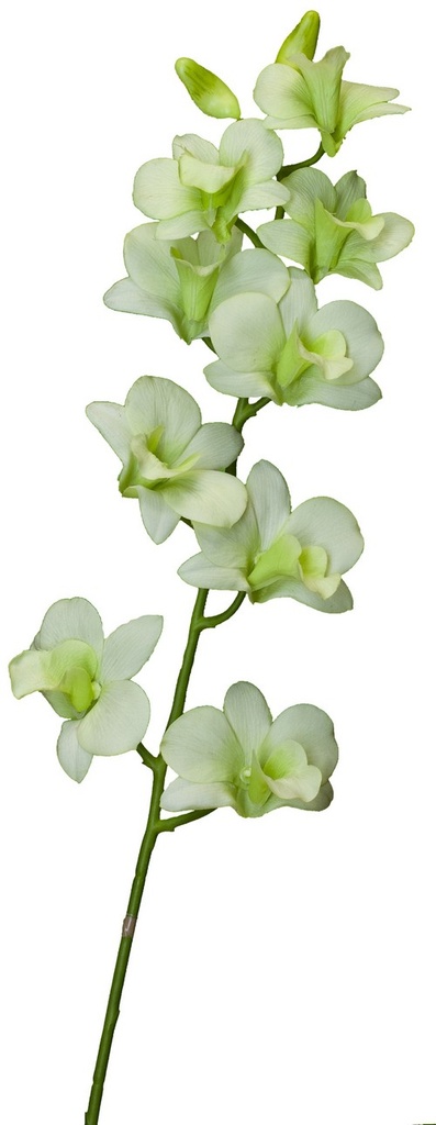 DENDROBIUM SPRAY  (ORCHID) / LIGHT GREEN