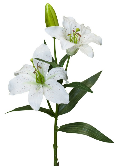 TIGER LILY SPRAY  / WHITE