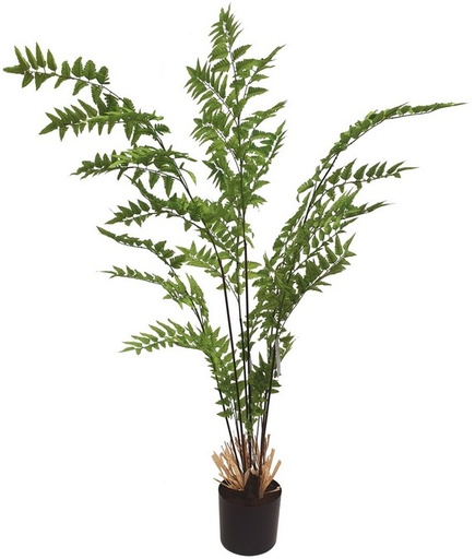 [IV3006] MAIDEN FERN