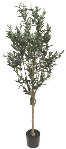 [IV3007] OLIVE TREE