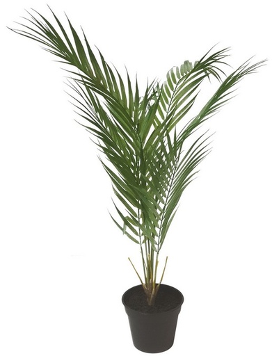 [IV3010] FERN