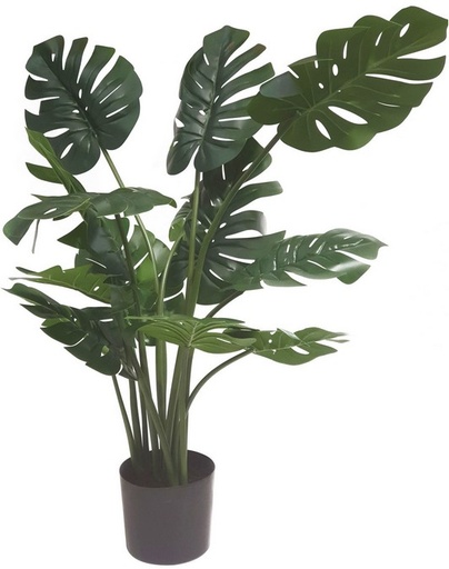 [IV3011] MONSTERA