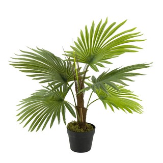 [SE2588] FAN PALM TREE