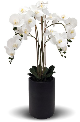 [YI1017] REAL TOUCH ORCHID 5 SPRAY WHITE WITH TALL BLACK POT