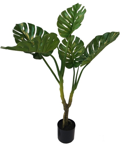 [PG1026] MONSTERA